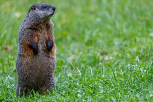 The History of Groundhog Day: From Ancient Traditions to Punxsutawney Phil