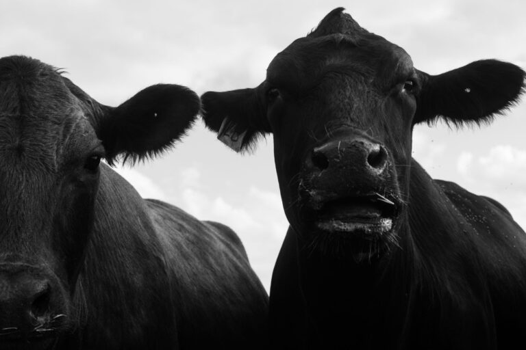 The Rotten Glory of the International Cow Chip Throwing Contest - weirdcalendar
