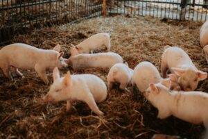 La Pourcailhade: France’s Bizarre Pig‑Squealing Festival