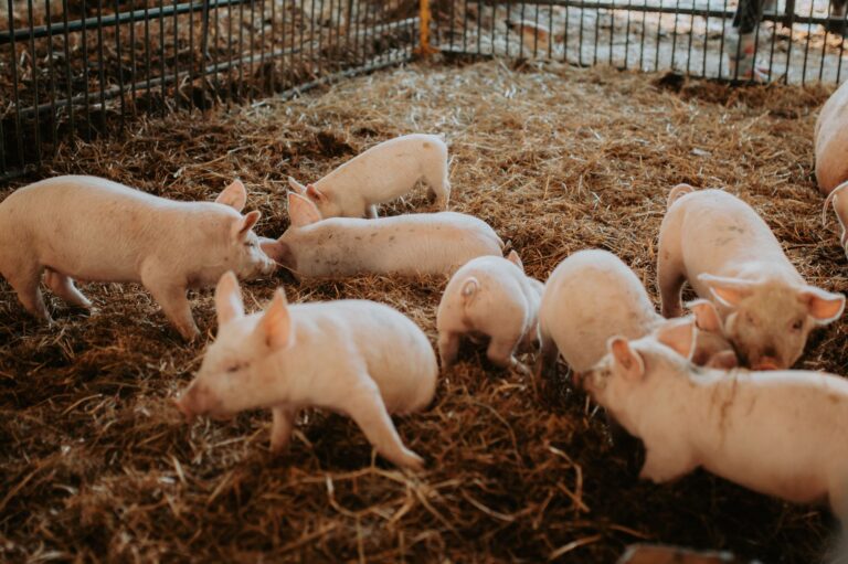 La Pourcailhade: France’s Bizarre Pig‑Squealing Festival